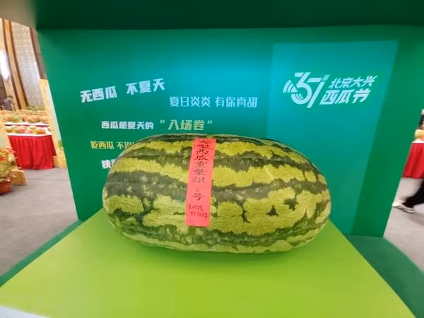 Vào ngày 24/5, cuộc thi dưa hấu và dưa lưới Guoyuan trong lễ hội dưa hấu Đại Hưng, Bắc Kinh lần thứ 37 được tổ chức. Danh hiệu "Vua dưa hấu" đã được trao cho một nông dân Xie Zhengjiang, 58 tuổi, đến từ thị trấn Panggezhuang của Trung Quốc. Quả dưa của ông nặng 97,75 kg. Ảnh: Beijing Evening News.