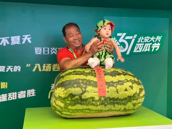 Ông Zhengjiang có kinh nghiệm trồng dưa hấu hơn 30 năm. Đây là lần thứ 5 ông giành được danh hiệu "Vua dưa hấu". Ảnh: Beijing Evening News. Ảnh: Beijing Evening News.