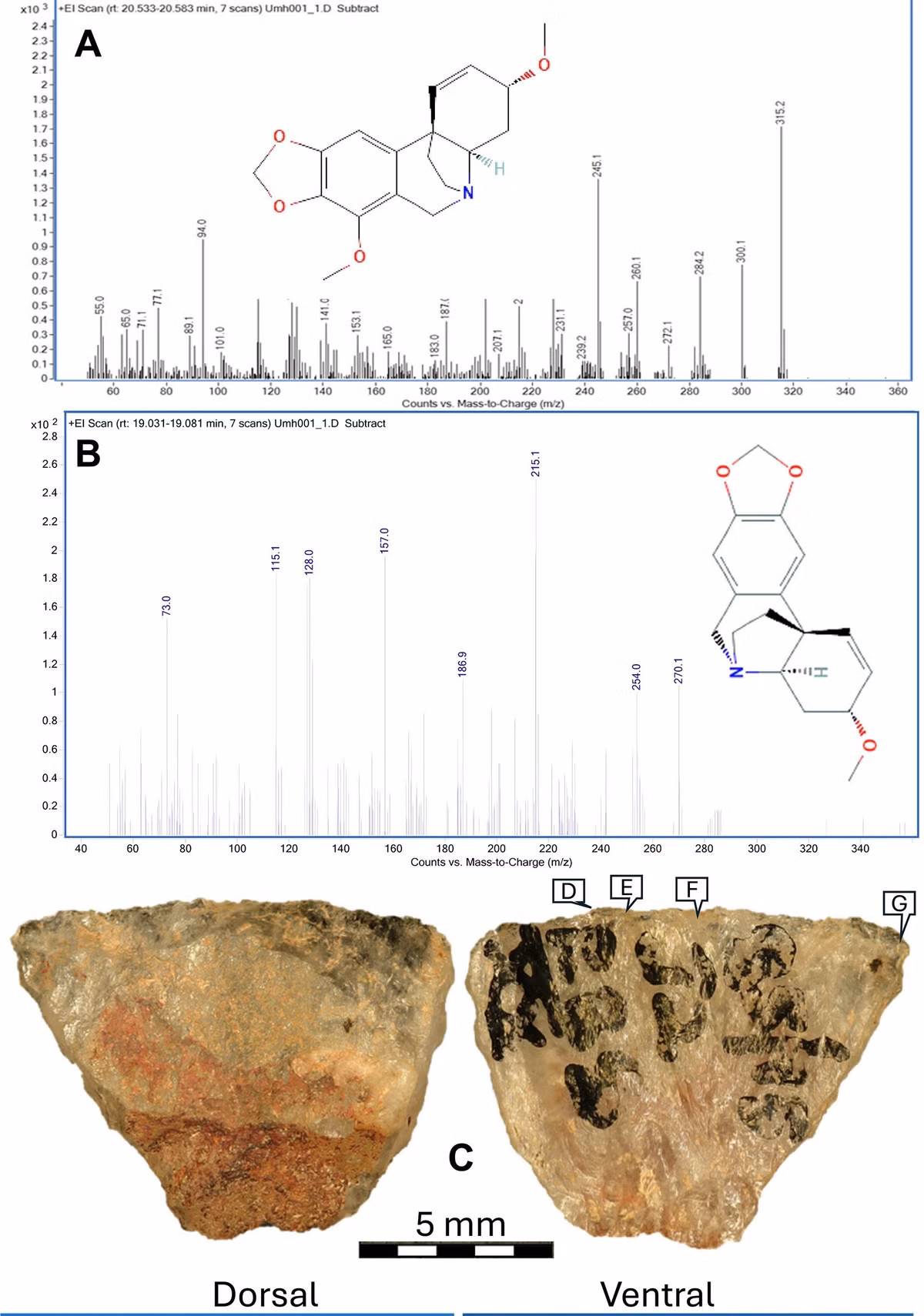 Đồng thời, phát hiện này chứng minh năng lực nhận thức của người tinh khôn (Homo sapiens). Việc chế tạo vũ khí tẩm độc đòi hỏi sự kết hợp giữa kiến thức thực vật học sâu rộng và tư duy nhân quả phức tạp. Ảnh: science.org.