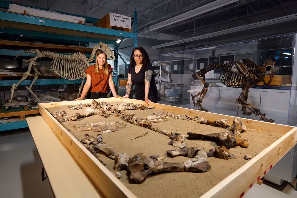 Vào đầu thời kỳ Miocene, khi loài tê giác này lang thang khắp Bắc Cực, cảnh quan nơi đây trông rất khác so với ngày nay. Đó là vùng đất xanh tốt với rừng thông, sồi, vân sam và bạch dương... Ảnh: Pierre Poirier © Canadian Museum of Nature.