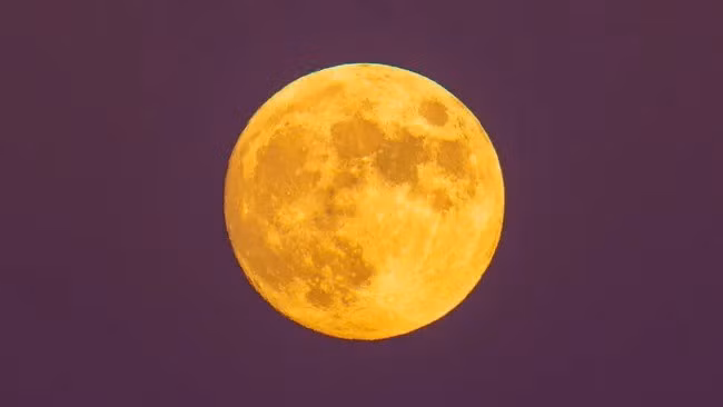 Trăng tròn tháng 11 thường được người dân Bắc Mỹ gọi là "Trăng hải ly" (Beaver Moon). Theo Timeanddate, tên gọi này xuất phát từ việc những con hải ly ở vùng đông bắc Mỹ và Canada thường bận rộn xây đập vào thời điểm này trong năm, dưới ánh trăng tròn. Ảnh: Gary Hershorn/Getty Images.