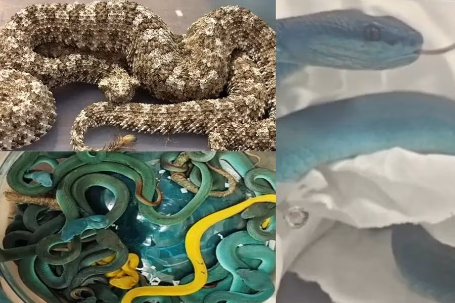 Trong hành lý ký gửi của người này, hải quan phát hiện 44 con rắn lục đuôi đỏ Indonesia có nọc độc nguy hiểm trong vali ký gửi. Trong vali còn có 3 con rắn sừng đuôi nhện và 5 con rùa lá châu Á quý hiếm. Ảnh: mathrubhumi.com.