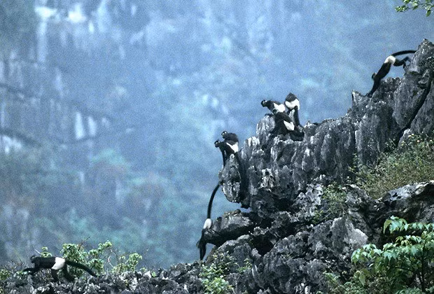 Tại Việt Nam, voọc mông trắng phân bố rải rác tại các tỉnh Ninh Bình, Phú Thọ và Thanh Hóa. Số lượng cá thể voọc mông trắng ước tính khoảng 300 con ngoài tự nhiên. Ảnh: eprc.asia.
