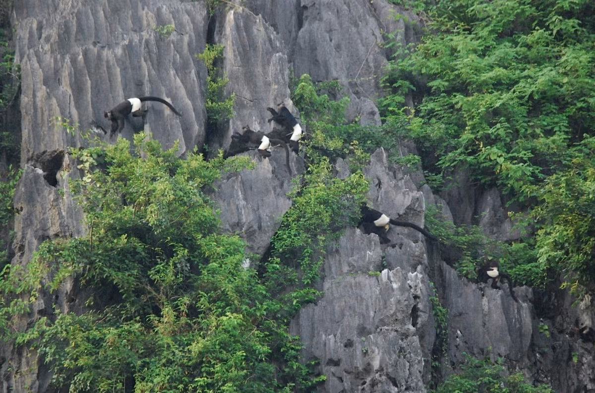 Ngoài voọc mông trắng, bẫy ảnh của các nhà sinh học còn phát hiện nhiều loài động vật quý hiếm khác như sơn dương, khỉ mốc, chồn vàng, đồi bắc... tại khu rừng. Ảnh: Tilo Nadler/Endangered Primate Rescue Center.