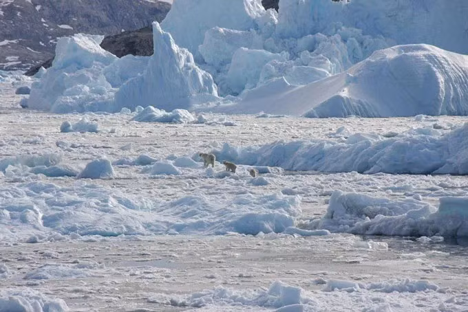Trong bối cảnh đó, một nhóm gấu Bắc Cực (Ursus maritimus) ở miền nam Greenland có thể đang tiến hóa để thích nghi với môi trường khắc nghiệt. Các nhà nghiên cứu đã tìm thấy mối liên hệ giữa những thay đổi trong ADN của gấu Bắc Cực và nhiệt độ tăng cao. Ảnh: NASA OMG.