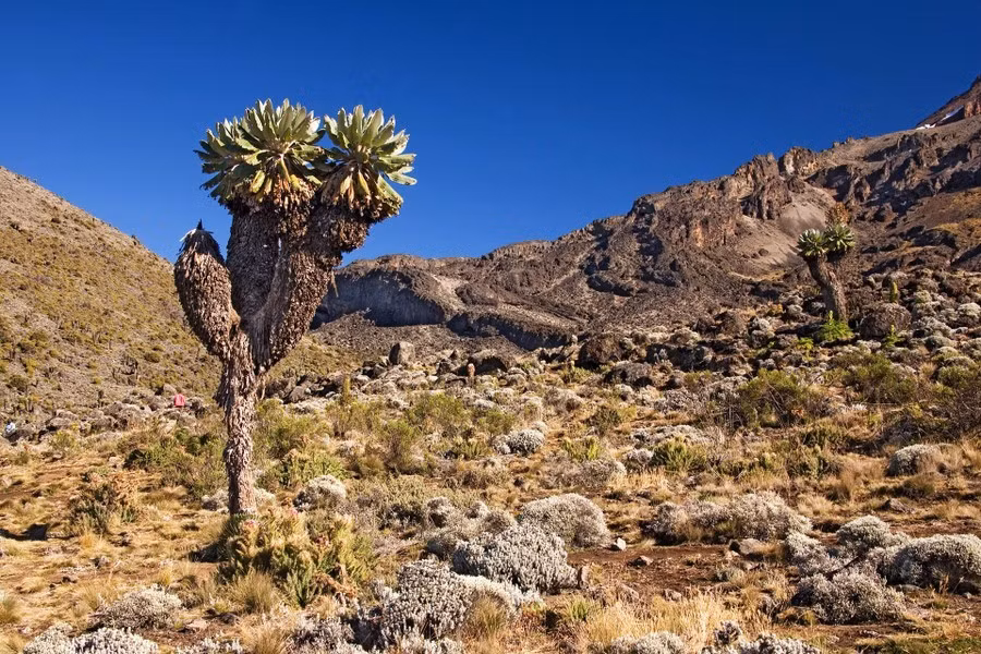 Loài cây kỳ lạ trông như kết hợp giữa cây dứa và xương rồng saguaro, loài cây này xâm chiếm sườn núi cao nhất châu Phi từ khoảng một triệu năm trước và không lan rộng kể từ đó