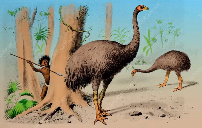 Các tế bào biến đổi gene của đà điểu emu hoặc chim tinamou sẽ được cấy vào cá thể mang thai hộ đến từ một trong hai loài chim này và phát triển. Ảnh: sciencephoto.