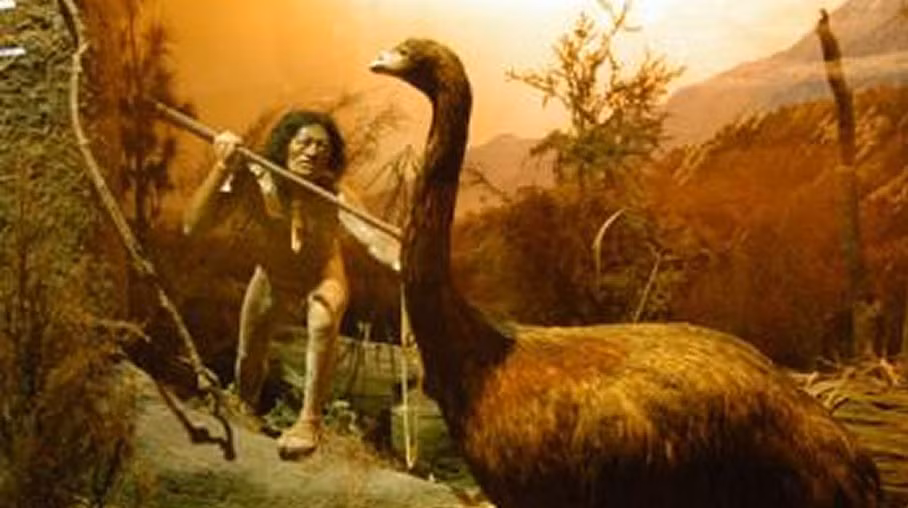 Từng phân bố ở New Zealand, Moa là loài động vật cổ dài, cao khoảng 3m và nặng 230 kg. Ảnh: colossal.com.