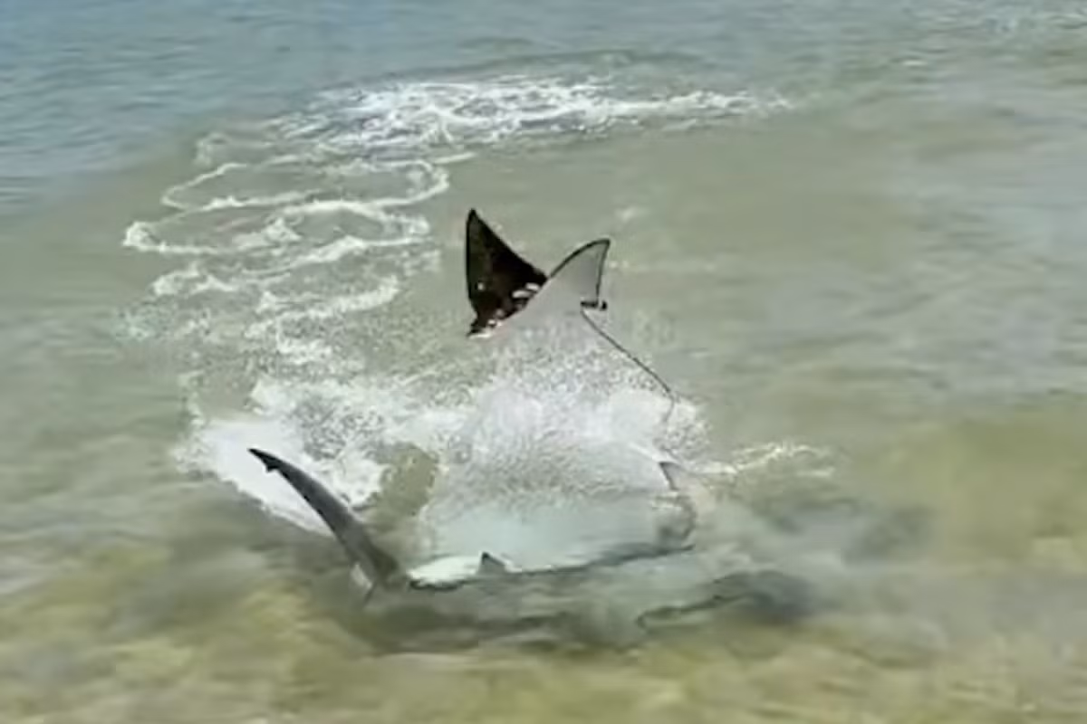 Tuần trước, ngư dân Brody Sutton đang câu cá ngoài khơi bờ biển Cape York ở Queensland, Australia khi đã chứng kiến cảnh tượng hấp dẫn. Anh đã nhanh tay lấy máy ảnh để ghi hình cảnh tượng một con cá mập đầu búa đang truy đuổi một con cá đuối.