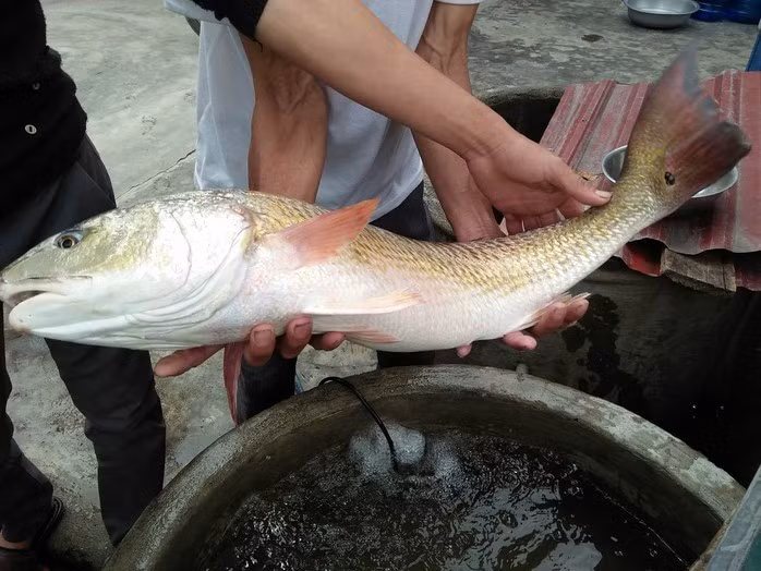 Thịt cá sủ vàng thơm ngon, vẩy rất cứng nên được dùng để làm miếng gảy đàn. Ảnh: Người lao động.