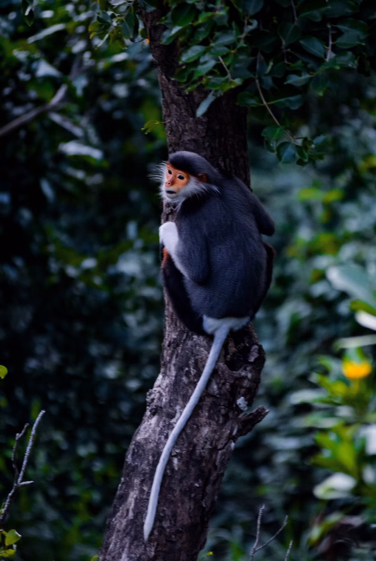 Theo Tổ chức Bảo tồn thiên nhiên quốc tế (IUCN), voọc chà vá chân nâu đang đối diện với nguy cơ tuyệt chủng cao. Loài này đứng thứ hai trong danh lục đỏ của IUCN về các loài bị đe dọa. Ảnh: TTXVN.