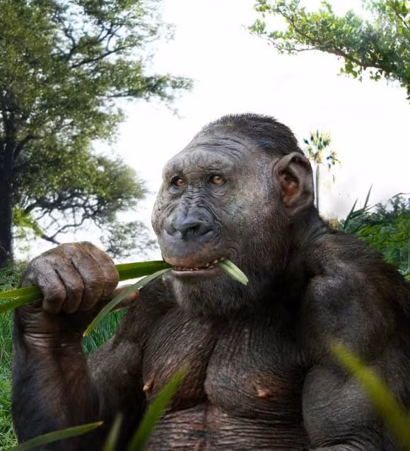 Các đặc điểm khác của bàn tay như hình dạng to bè của xương ngón của người Paranthropus boisei lại rất giống khỉ đột. Ảnh: Roman Yevseyev.