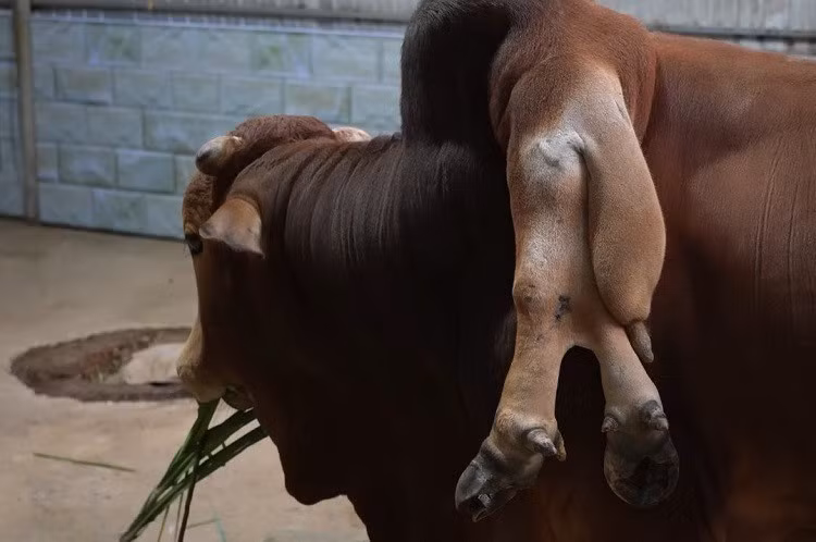Anh Tuấn chia sẻ đã mua con bò "đặc biệt" trên từ một người họ hàng trong làng. Khi mua, con bò gần 20 tháng tuổi và nặng khoảng 200 kg. Nhiều người từng hỏi mua con bò nhưng gia đình anh Tuấn không bán. Ảnh: Báo Văn hóa.