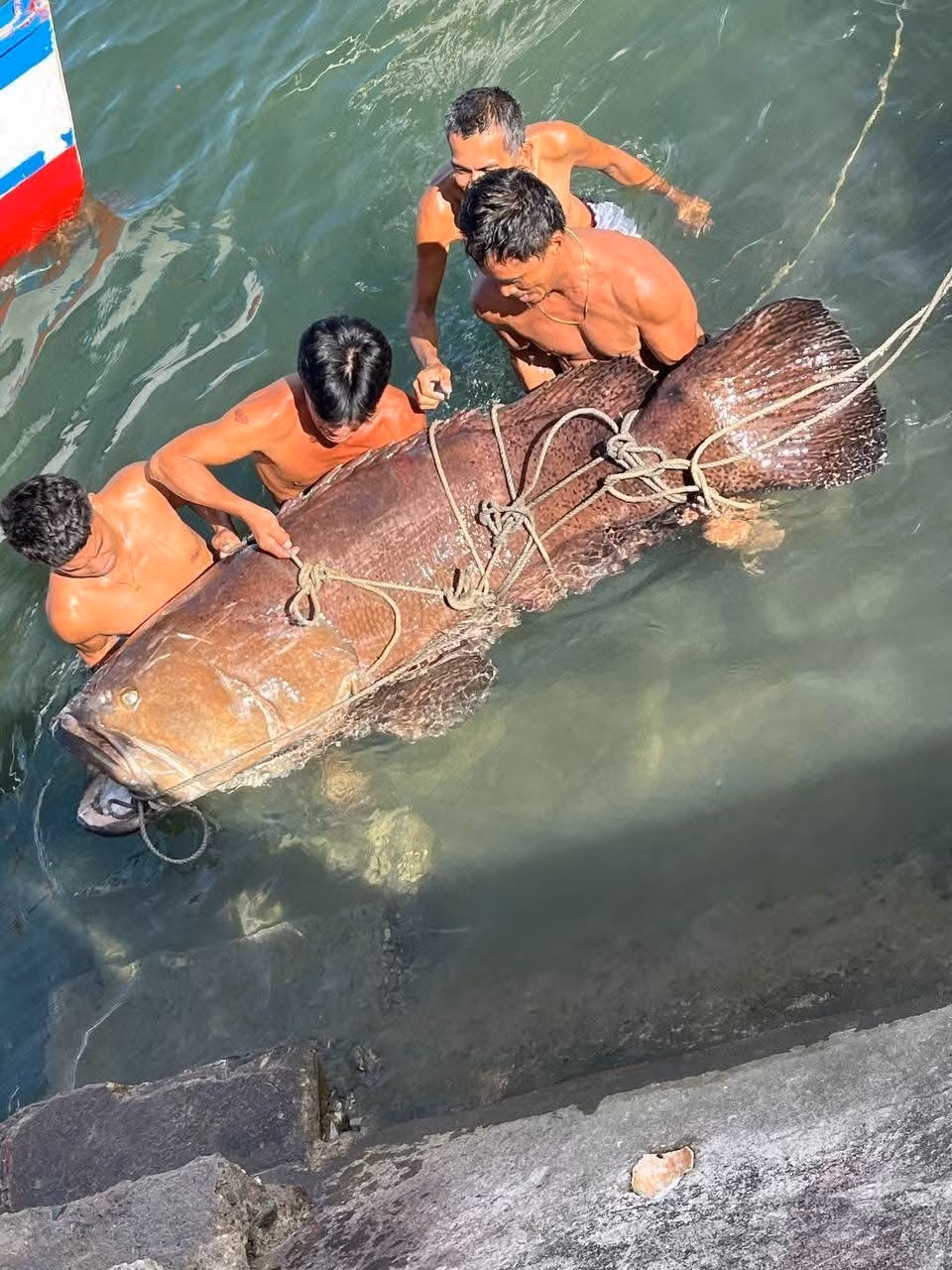 Con cá mú khổng lồ nặng tới 150 kg, dài hơn 2m đã được 7 ngư dân khiêng vào bờ sau khi nó bị bắt được ở ngoài khơi thị trấn ven biển Paracale, Camarines Norte, Philippines. Ảnh: Myka Buenaobra/Facebook/Publiko.