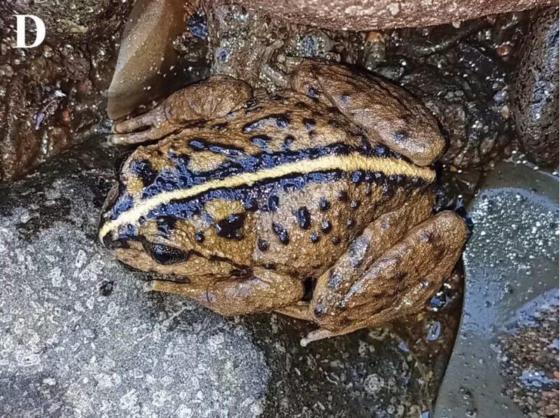 Ếch ngực gai Malleco có tên khoa học là Alsodes vittatus. Đây là một loài ếch thuộc họ Alsodidae, đặc hữu tại Chile, chỉ được tìm thấy ở một khu vực rất hạn chế thuộc dãy Andes vùng nam Chile. Ảnh: Correa C, Riveros-Riffo E, Donoso JP/ ZooKeys.