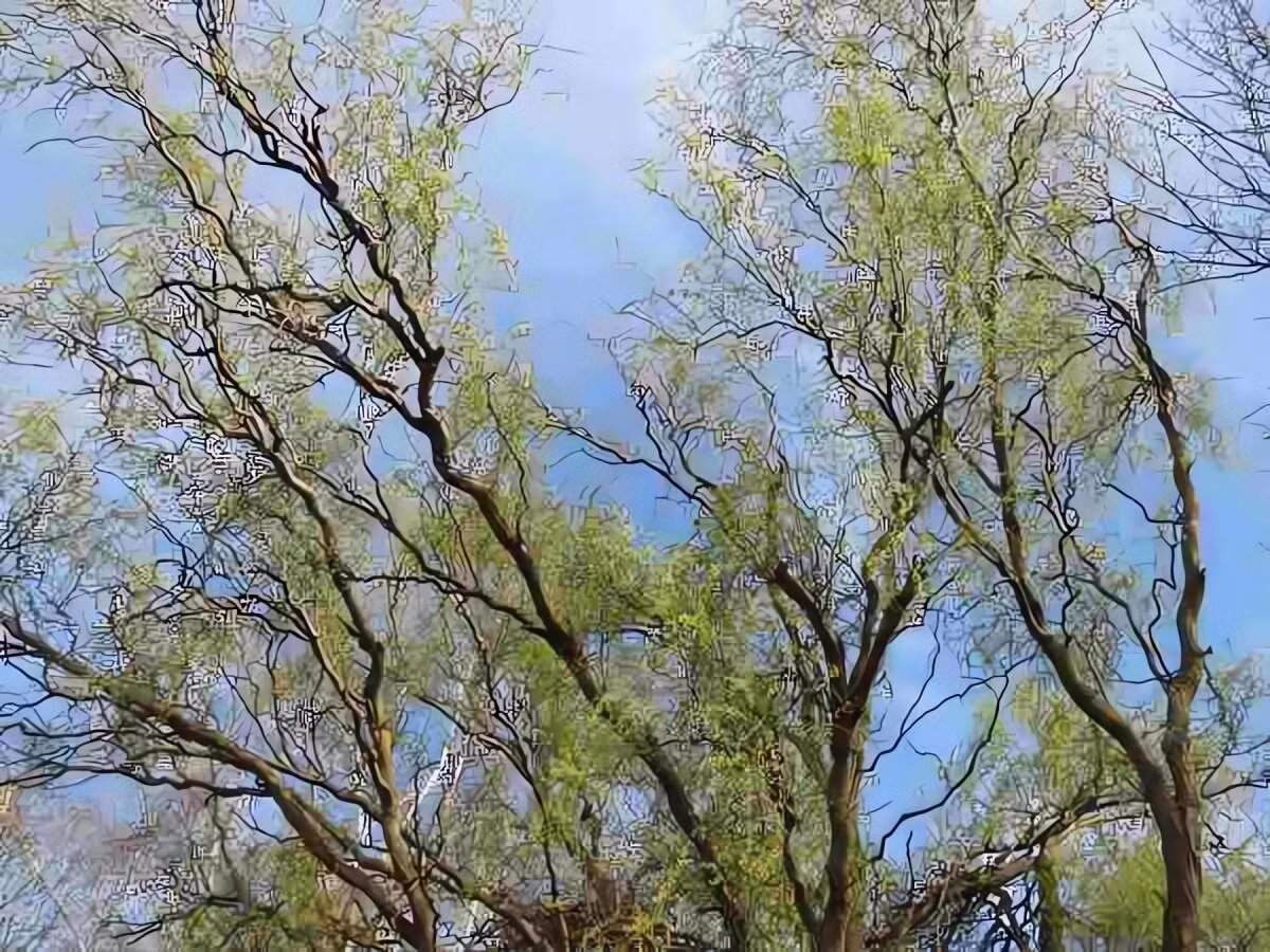 Tên khoa học của liễu rồng là Salix matsudana ‘Tortuosa’, còn gọi là liễu Nhật hay liễu xoắn, thuộc họ Salicaceae, có nguồn gốc từ vùng đông bắc Trung Quốc.