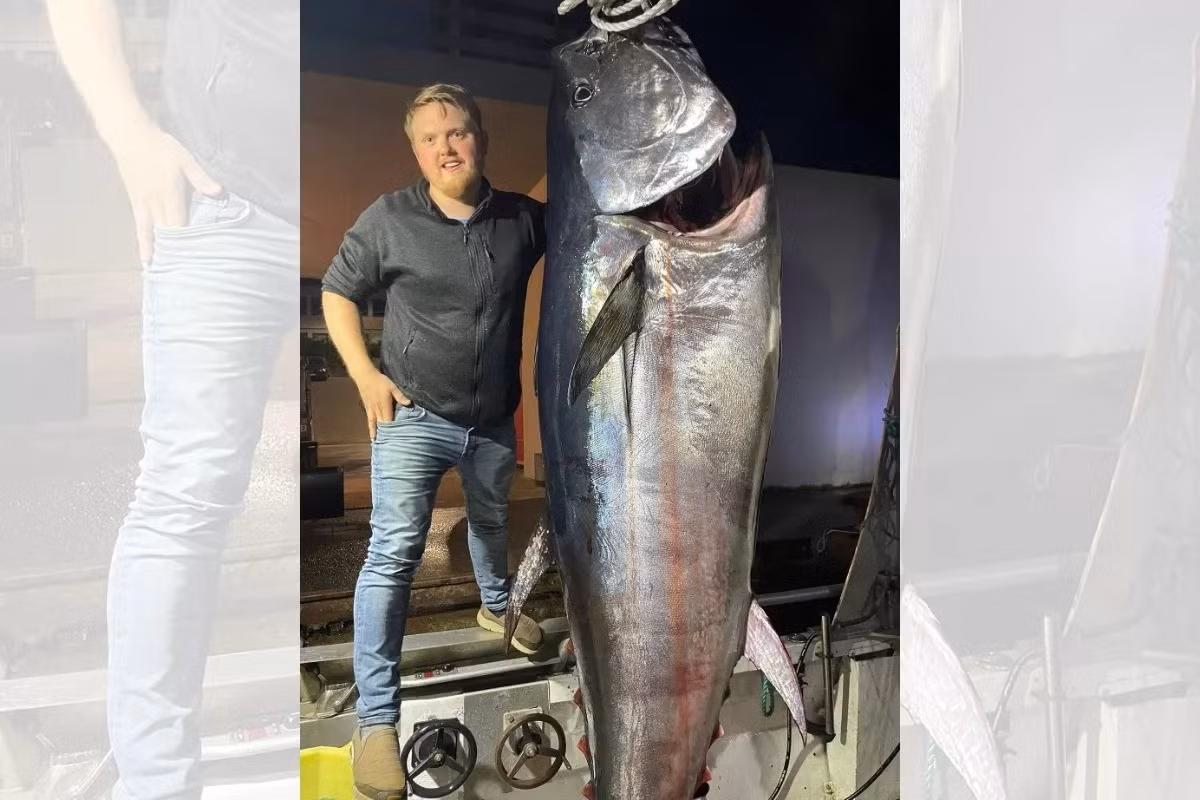 Anh Marcus Rostad, 31 tuổi, đến thăm cha ở Måløy, bờ biển phía tây Na Uy vào đầu tháng 9. Trong chuyến đi này, anh đã đi có buổi đi câu cá đáng nhớ khi bắt được một con cá ngừ khổng lồ dài 2,4m và nặng 280 kg. Ảnh: Marcus Rostad.
