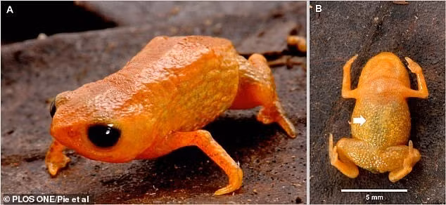 Các nhà khoa học cho hay cóc Brachycephalus lulai là một thành viên mới của chi Brachycephalus - một trong những loài động vật bốn chân nhỏ nhất trên Trái đất.