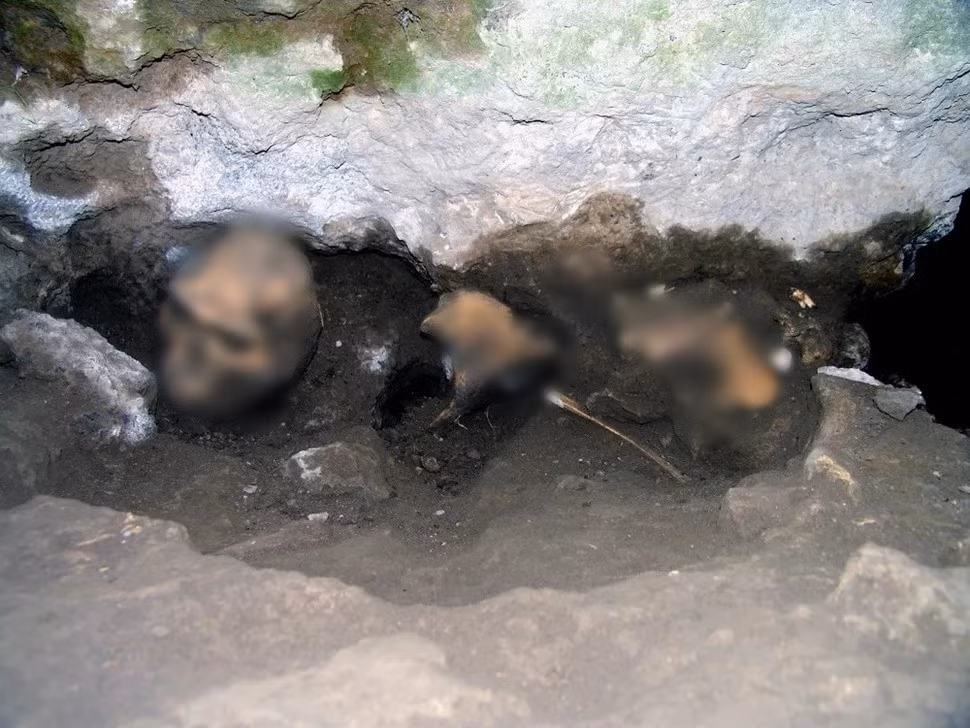 Loài thứ nhất chính là chủ nhân của Skull 5. Đó là một hộp sọ có gương mặt và khuôn hàm khổng lồ nhưng bộ não nhỏ. Các chuyên gia đề xuất tên gọi loài người bí ẩn này là Homo georgicus. Loài này được cho là có đặc điểm nguyên thủy hơn nhiều so với Homo erectus, gần giống với chi Người vượn phương Nam (Australopithecus). Ảnh: Georgian National Museum.