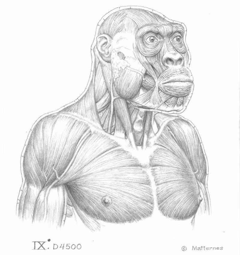 Loài người bí ẩn thứ hai được đề xuất đặt tên là Homo caucasi với các đặc điểm khá tương đồng với loài người hiện đại hơn. Ảnh: Art courtesy of J.H. Matternes.