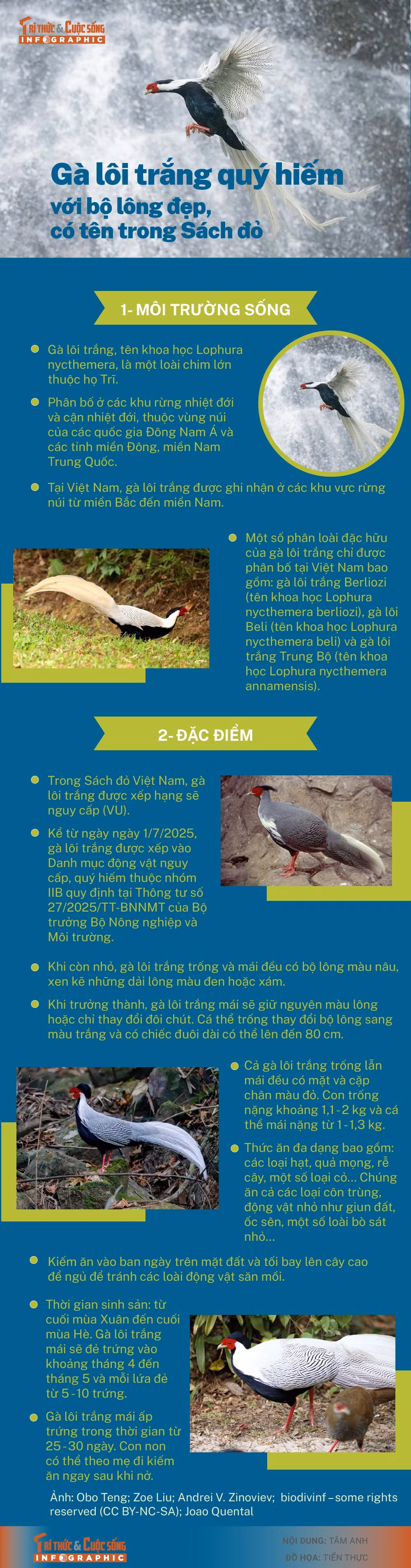 info-galoitrang-01.jpg