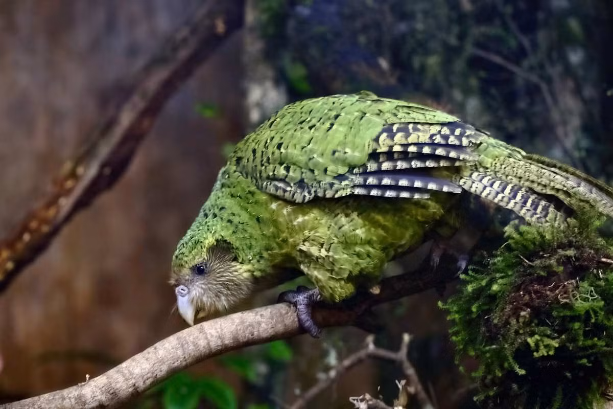 Râu giúp vẹt Kakapo có thể cảm nhận đường đi trong bóng tối. Do không thể bay vì quá nặng và cánh ngắn nên chúng phải trèo cây để lấy quả, hạt. Những hạt tí hon của cây rimu là thức ăn yêu thích của chúng. Ảnh: cosmosmagazine.