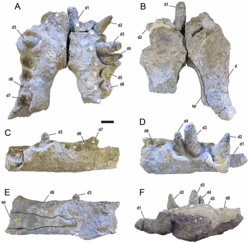 Deinosuchus schwimmeri là loài ăn thịt lớn nhất trong hệ sinh thái của nó và sống bán thủy sinh. Ảnh: Cnet.