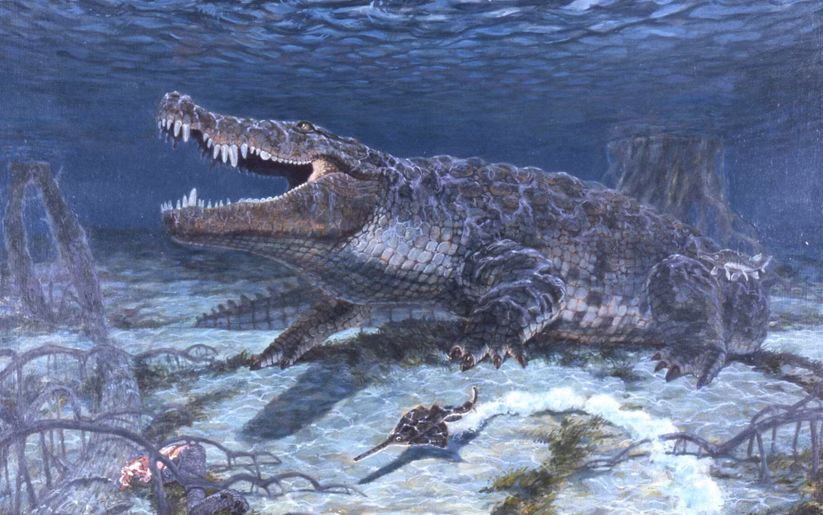 Các chuyên gia nhận định Deinosuchus thuộc loài cá sấu alligator thay vì cá sấu crocodile đang thống trị nhiều vùng nhiệt đới hiện nay. Loài cá sấu Deinosuchus có họ gần hơn với cá sấu mõm ngắn. Phần mõm của chúng rất dài và bè rộng, nhưng phình ra ở mặt trước quanh mũi. Ảnh: David W. Miller.