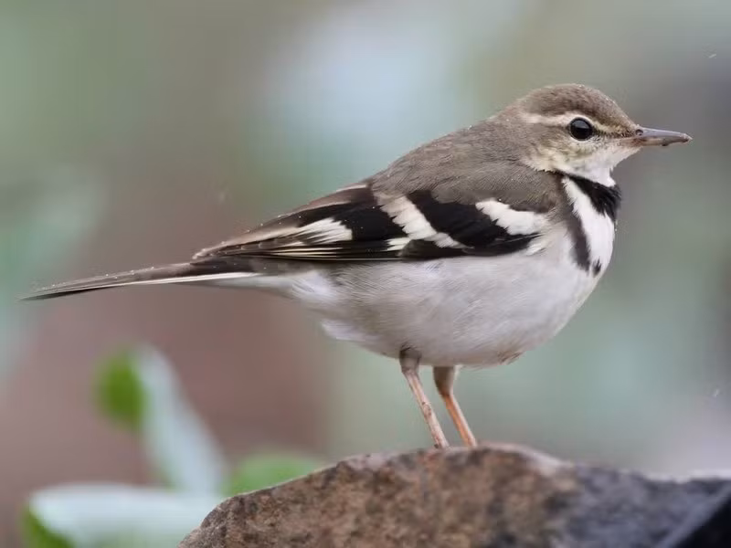 Chìa vôi rừng (Dendronanthus indicus) dài 17 - 18cm, là loài trú đông tương đối phổ biến tại Đông Bắc, Trung, Nam Trung Bộ, di cư không phổ biến qua Đông Bắc, Bắc Trung Bộ (VQG Tam Đảo, Cúc Phương, Xuân Thủy). Chúng sống ở rừng lá rộng thường xanh, rừng rụng lá mở, rừng trồng, vườn, rừng ngập mặn, thường đậu trên mặt đất.