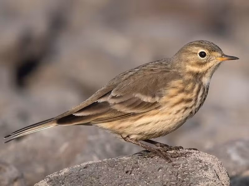 Chim manh lưng xám (Anthus rubescens) dài 16 - 17cm, là loài lang thang tại Tây Bắc và Đông Bắc. Sinh cảnh của chúng là đầm lầy, gần khu vực đất ngập nước, đất canh tác.
