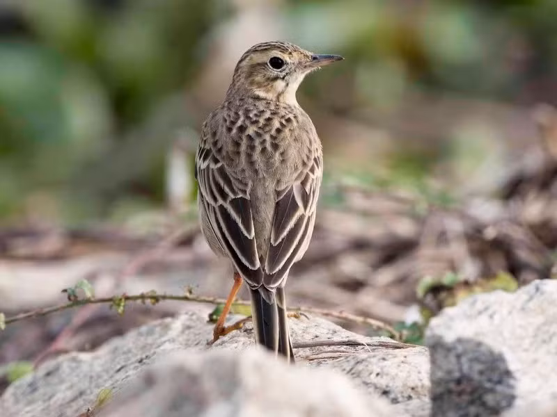 Chim manh lớn (Anthus richardi) dài 18 - 20cm, là loài định cư tương đối phổ biến trong cả nước. Sinh cảnh của loài chim thuộc họ Chìa vôi này là các khu vực trống trải, đồng cỏ, nơi canh tác khô ráo.