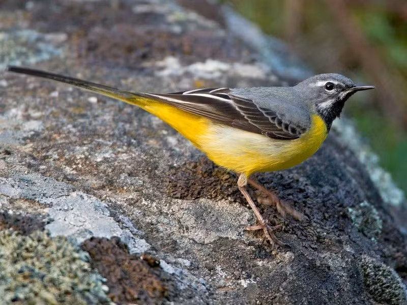 Chìa vôi núi (Motacilla cinerea) dài 18 - 19cm, là loài di cư trú đông tương đối phổ biến đến phổ biến trong cả nước. Chúng sống ở các khu vực trống trải khác nhau, bìa rừng, thường xuyên kiếm ăn dọc theo các con suối có nước chảy.
