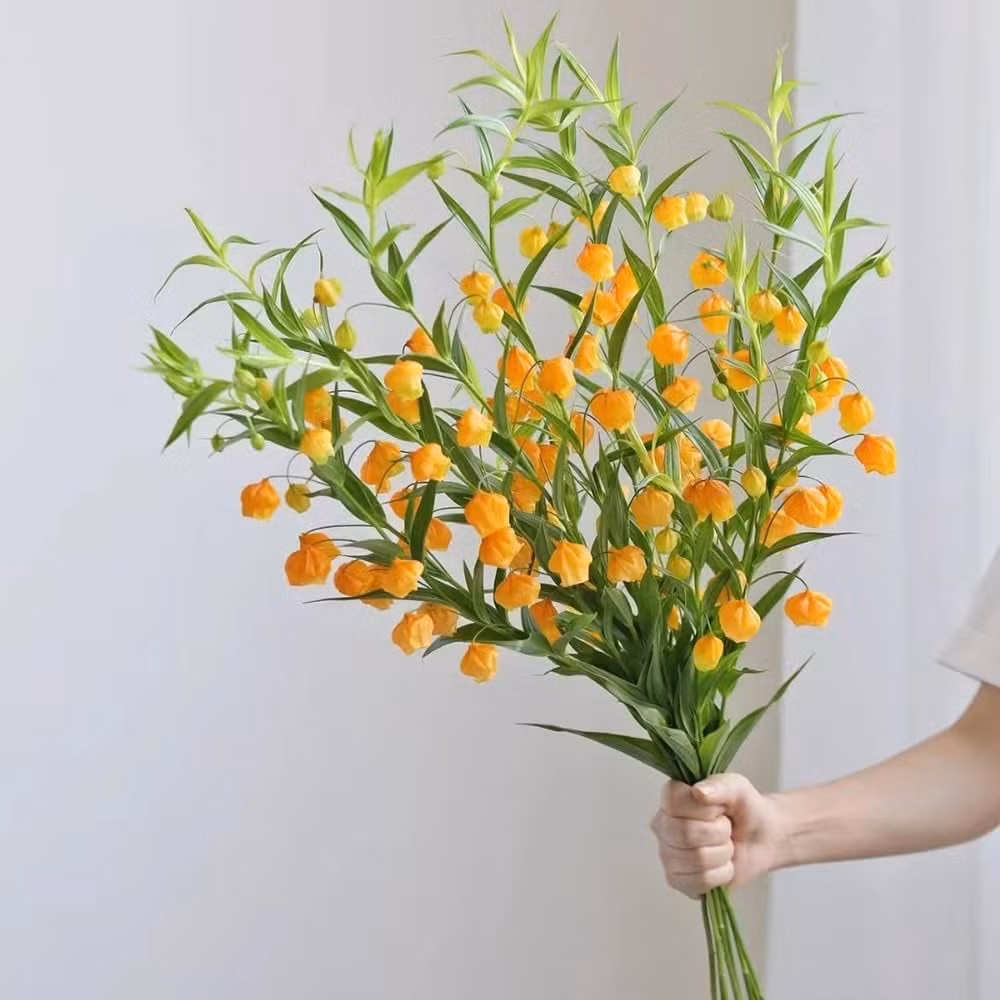 Vẻ đẹp lay động mọi giác quan: Tuy không tỏa hương, nhưng chính hình dáng và màu sắc rực rỡ của hoa mang đến cảm xúc thư thái và dễ chịu lạ thường.