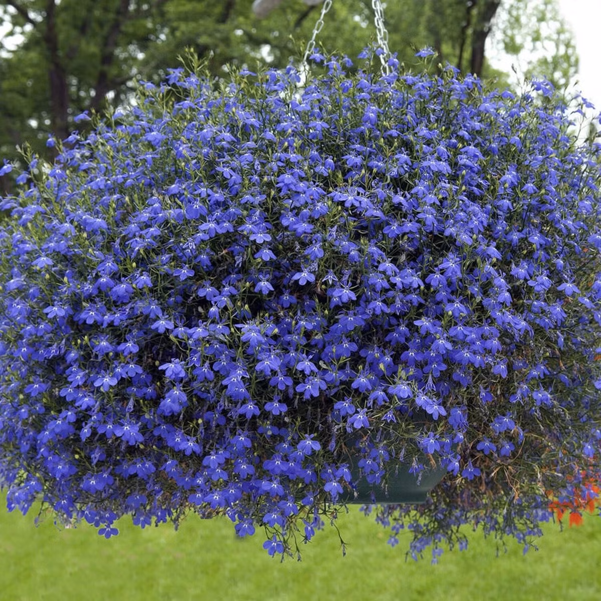 Cây cảnh bướm xanh: Hoa bướm xanh (Streptocarpus saxorum) còn gọi là False African violet. Chúng có lá xanh mướt, hoa mọc trên cuống dài mềm mại, lay động đẹp mắt.