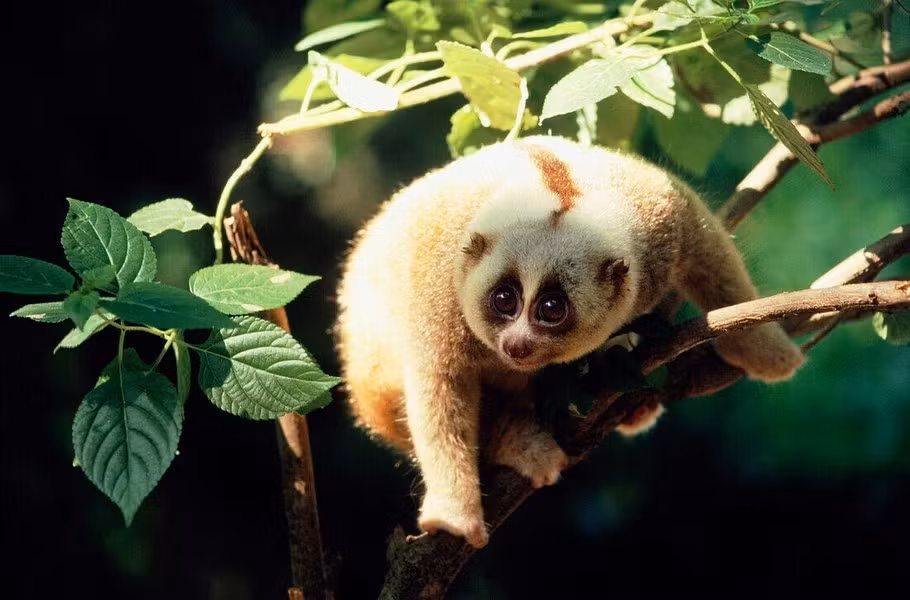 Cu li lớn (Nycticebus coucang) được ghi nhận ở các tỉnh miền núi phía Bắc, Bắc Trung Bộ và Tây Nguyên. Loài này được xếp loại Sẽ nguy cấp trong Sách Đỏ Việt Nam. Nguy cấp trong Sách Đỏ IUCN.