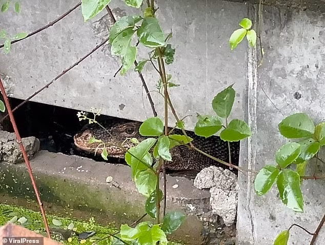 Một con kỳ đà khủng dài 2,1m được phát hiện đã nuốt chửng một em bé ở Thái Lan vào ngày 13/5. Các nhân viên y tế và người bắt động vật đã đến hiện trường ở Samut Prakan, ngoại ô thủ đô Bangkok, nơi họ phát hiện ra con bò sát trong đám cỏ cao, dày. Tuy nhiên, con vật đã trốn thoát dưới dầm bê tông khi họ cố gắng bắt nó.