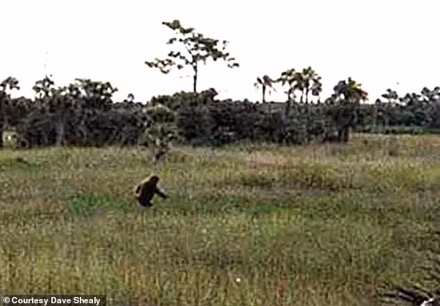Được gọi là dã nhân Skunk, sinh vật bí ẩn này được cho là ẩn náu tại đầm lầy Everglades. Theo các truyền thuyết dân gian ở Florida, sinh vật bí ẩn này được mô tả cao khoảng 1,8m, cơ thể phủ đầy lông lá và bốc mùi thối rữa. Ảnh: Courtesy Dave Shealy.