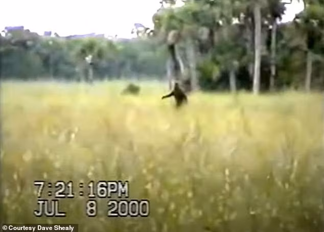 Một số nhân chứng kể rằng, dã nhân Skunk mang hình hài nửa người nửa vượn. Ảnh: Courtesy Dave Shealy.