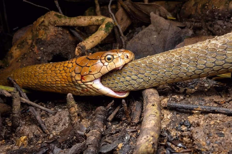 Các thành viên của họ Viperidae, bao gồm cả rắn lục, chiếm 21% tổng số báo cáo về ăn thịt đồng loại. Thế nhưng, các nhà nghiên cứu lưu ý rằng đây chủ yếu là các trường hợp nuôi nhốt. Vì vậy, các yếu tố gây căng thẳng liên quan đến việc nuôi nhốt, như bị giam cầm trong không gian nhỏ hẹp với nguồn thức ăn hạn chế, có thể đã dẫn đến hiện tượng ăn thịt lẫn nhau ở các thành viên của họ Viperidae. Ảnh: DARYL TAN.