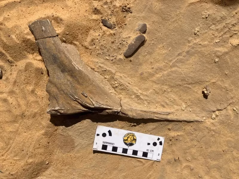 Loài khủng long Spinosaurus mirabilis nổi bật với chiếc mào xương lớn hình lưỡi dao trên đầu và cấu trúc răng đặc biệt giúp săn bắt những loài cá trơn trượt. Ảnh: Daniel Vidal.