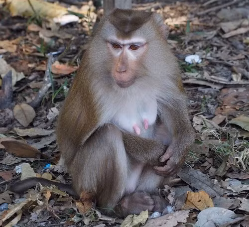 Khỉ đuôi lợn có tên khoa học là Macaca leonina. Đây là cá thể thuộc nhóm IIB (động vật nguy cấp, quý hiếm), cần được bảo vệ.