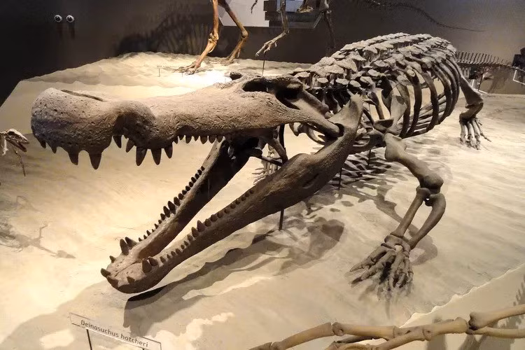 Theo giáo sư Hesham, sự xuất hiện của Wadisuchus kassabi trong hồ sơ hóa thạch chứng minh sa mạc phía Tây Ai Cập có thể còn nhiều hóa thạch của các loài khác đang chờ đợi con người tìm thấy và giải mã những bí ẩn về lịch sử tiến hóa của chúng. Ảnh: Daderot/Wikimedia Commons/Public Domain.