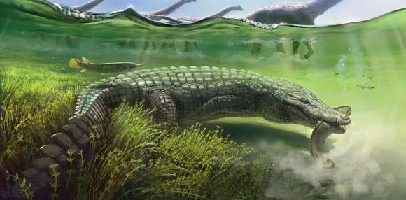 Đồng tác giả Sara Saber từ Đại học Mansoura cho hay việc xác định loài mới Wadisuchus kassabi có ý nghĩa quan trọng trong việc tìm hiểu nguồn gốc của nhóm Dyrosauridae, đẩy lùi bằng chứng về nguồn gốc châu Phi của Dyrosauridae và cho thấy sự đa dạng hóa của chúng bắt đầu sớm hơn so với suy nghĩ trước đây. Ảnh: Julia d’Oliveira.
