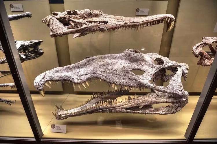 Các chuyên gia cho biết kết quả phân tích, kiểm tra hóa thạch giúp xác định con Wadisuchus kassabi là một quái vật săn mồi có dài cơ thể lên tới 3,5 - 4m, sống vào khoảng 80 triệu năm trước, tức thuộc kỷ Phấn Trắng. Ảnh: Lee Ruk/Wikimedia Commons/CC BY-SA 2.0.