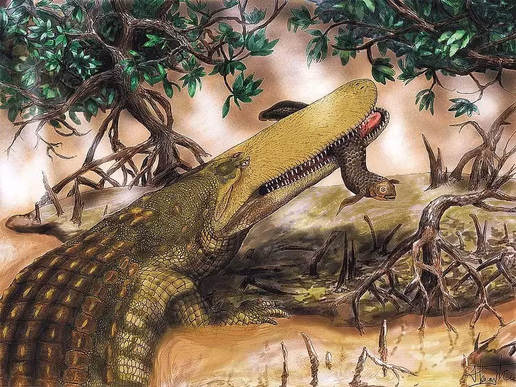 Các mẫu vật gồm 2 hộp sọ một phần và hai đầu mõm, đại diện cho bốn con Wadisuchus kassabi ở các giai đoạn phát triển khác nhau. Ảnh: Charles P. Tsai/Wikimedia Commons/CC BY 2.5.