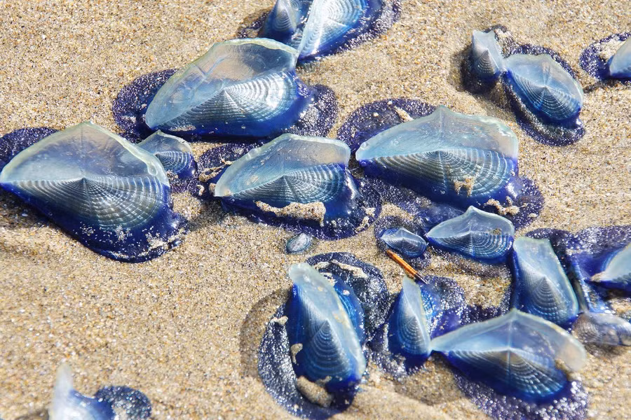 Sứa buồm Velella thuộc chi Hydrozoa sống trôi nổi trên bề mặt đại dương. Loài sứa này có chiều dài trung bình khoảng 8cm và sở hữu màu sắc với màu của đại dương.