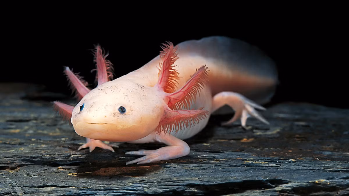 Axolotl có thể mọc lại toàn bộ chi, từ xương, khớp, mạch máu đến dây thần kinh sau khi bị mất chân tay. Mặc dù đây không phải hiện tượng hiếm gặp ở một vài loài động vật nhưng khả năng phục hồi chi phức tạp ở axolotl khiến giới khoa học vô cùng bất ngờ. Ảnh: Paul Starosta/Stone via Getty Images.
