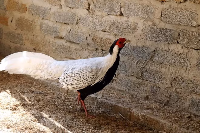 Trong quá trình điều tra, Thái Khắc Thành khai nhận mặc dù biết gà lôi trắng thuộc loài động vật nguy cấp, quý hiếm cần được bảo vệ, không được vận chuyển, mua bán, nuôi dưỡng khi chưa được cấp phép nhưng vì lợi nhuận cao từ việc mua bán loài động vật này nên mua gà lôi trắng trưởng thành, gây giống với mục đích bán kiếm lời. Ảnh: Nguyễn Nam/TTXVN.