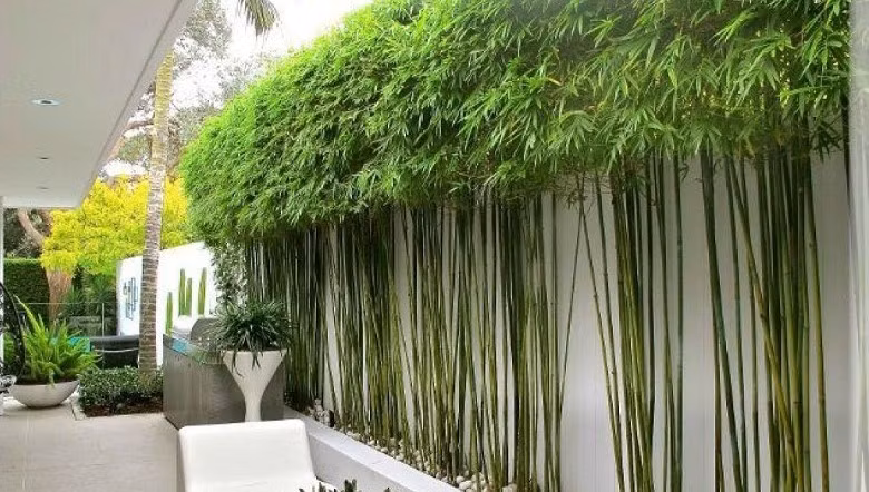 Các chuyên gia khuyên mọi người nên trồng tre, trúc chỉ vài khóm nhỏ, tránh trồng sát nhà và thường xuyên dọn dẹp lá rụng, cỏ dại, rắc vôi bột quanh gốc cây định kỳ. Ảnh: greenworks.