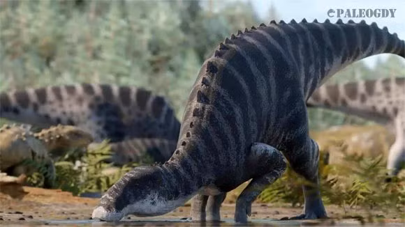 Nhóm nghiên cứu cho hay khủng long Ahshislesaurus wimani có khả năng đạt chiều dài cơ thể lên tới 12m. Ảnh: Gabriel Diaz Yantén (Paleogdy).